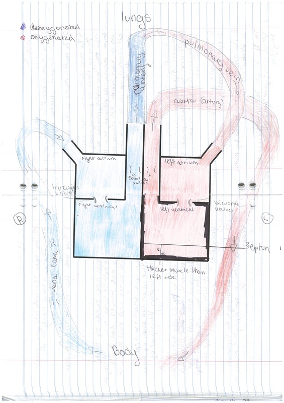 Heart & Circulatory - Miranda's Science Portfolio