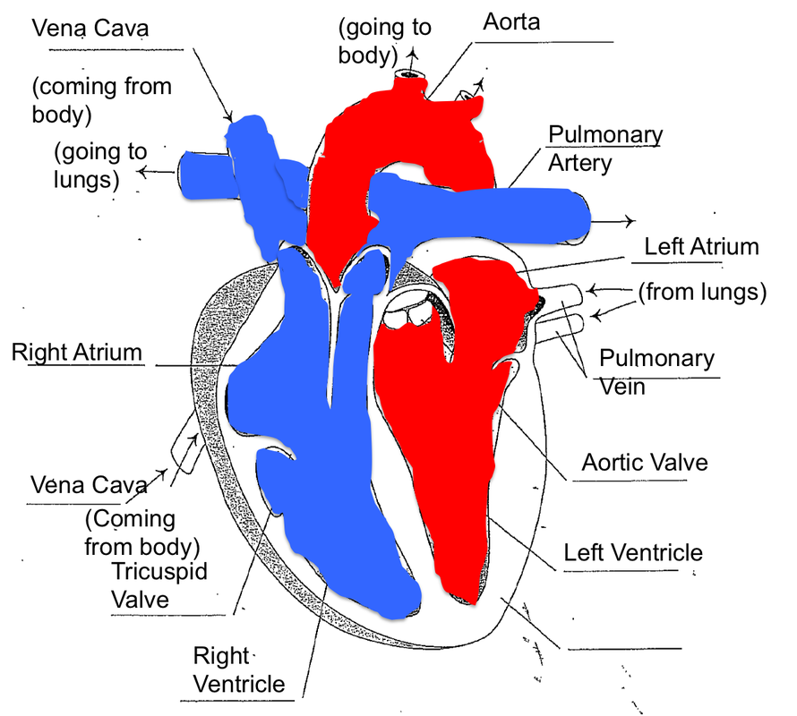 Heart & Circulatory - Miranda's Science Portfolio