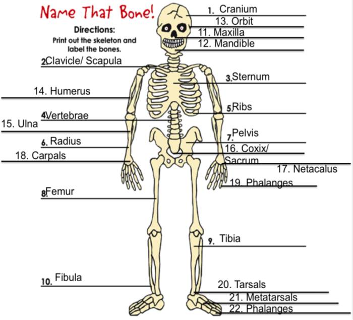 Miranda's Science Portfolio - Skeleton